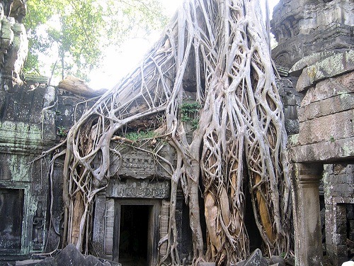 roots